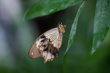 PAPILLON-25.jpg